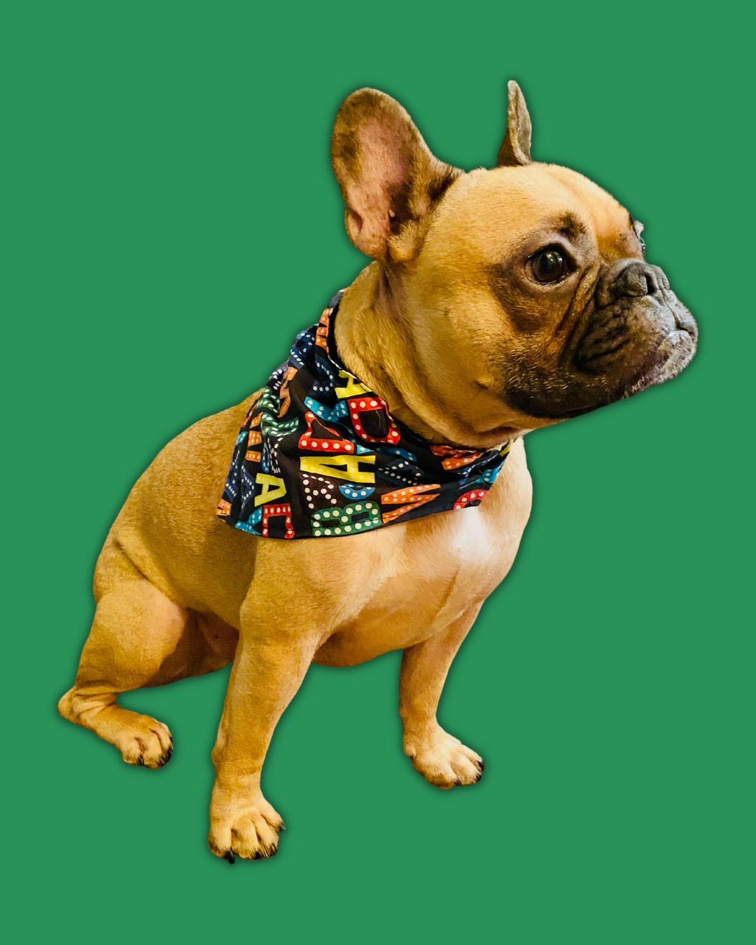 Black Broadway Doggy Bandana